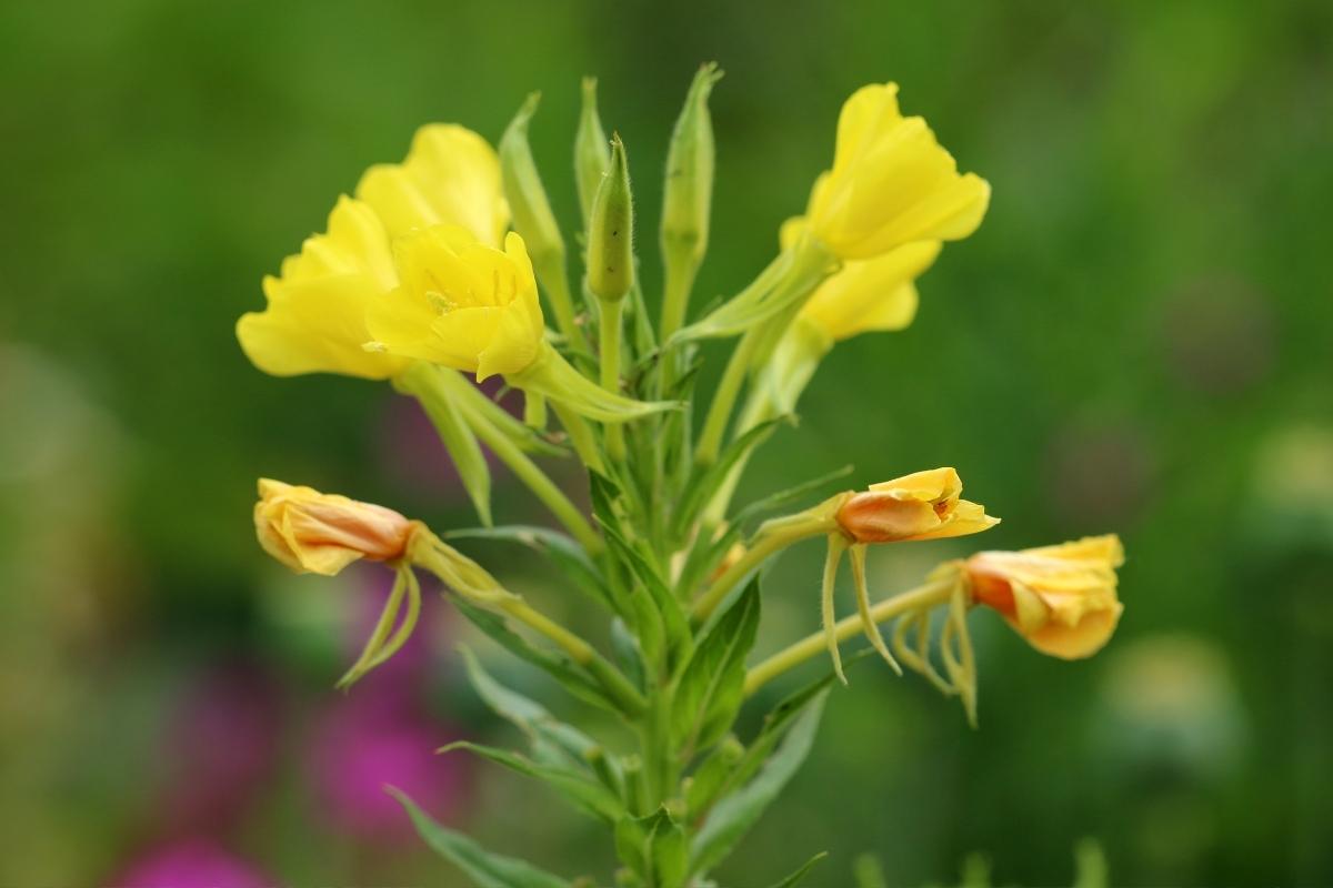Evening Primrose