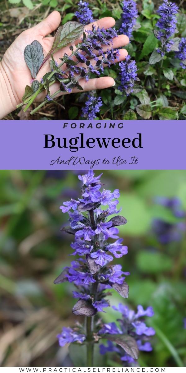 Foraging For Bugleweed