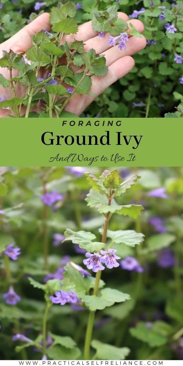 Foraging Ground Ivy and Ways to Use it