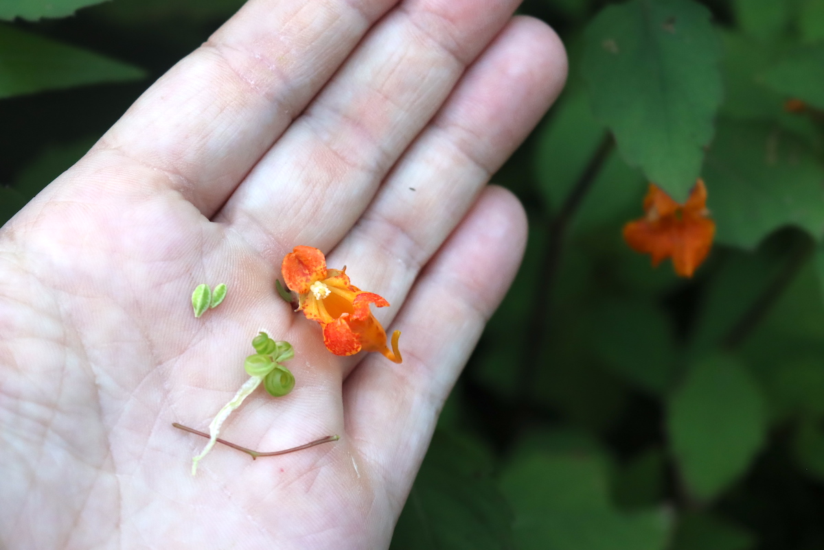 Foraging Jewelweed