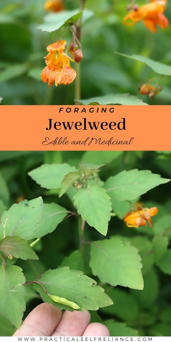 Foraging Jewelweed