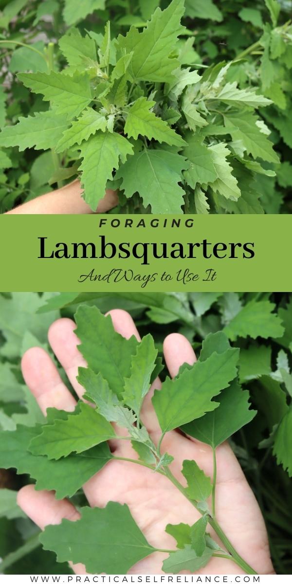 Foraging Lambsquarters