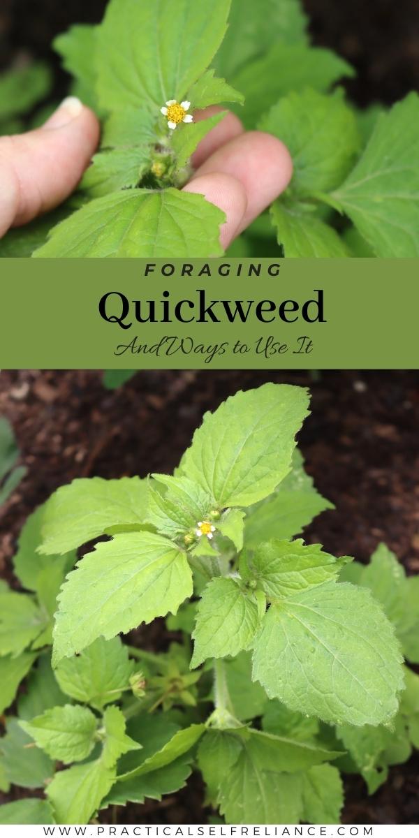Foraging Quickweed