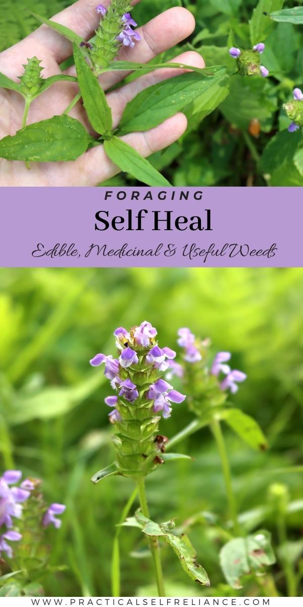 Foraging Self Heal