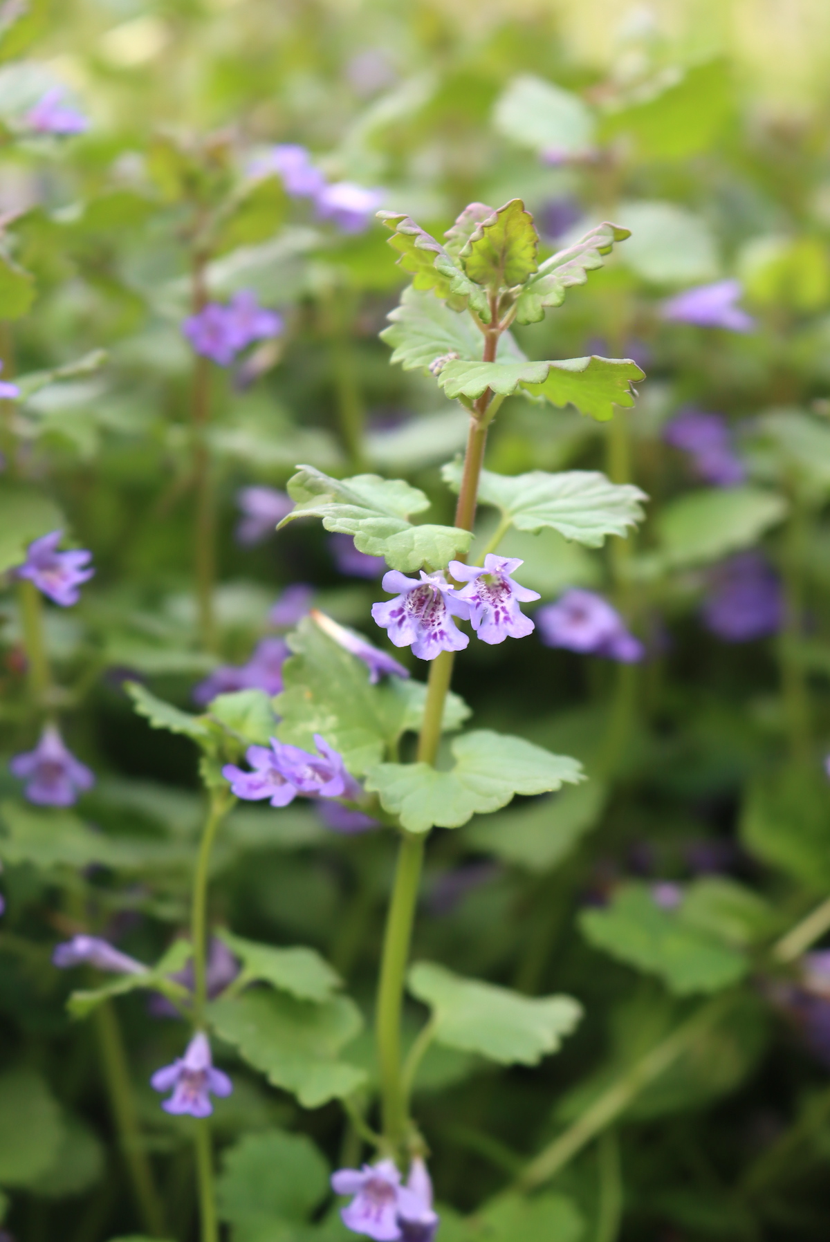 Ground Ivy