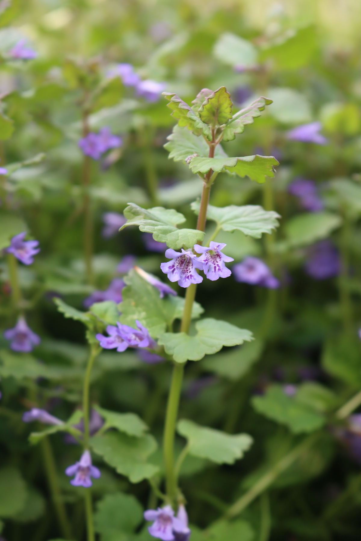 Ground Ivy