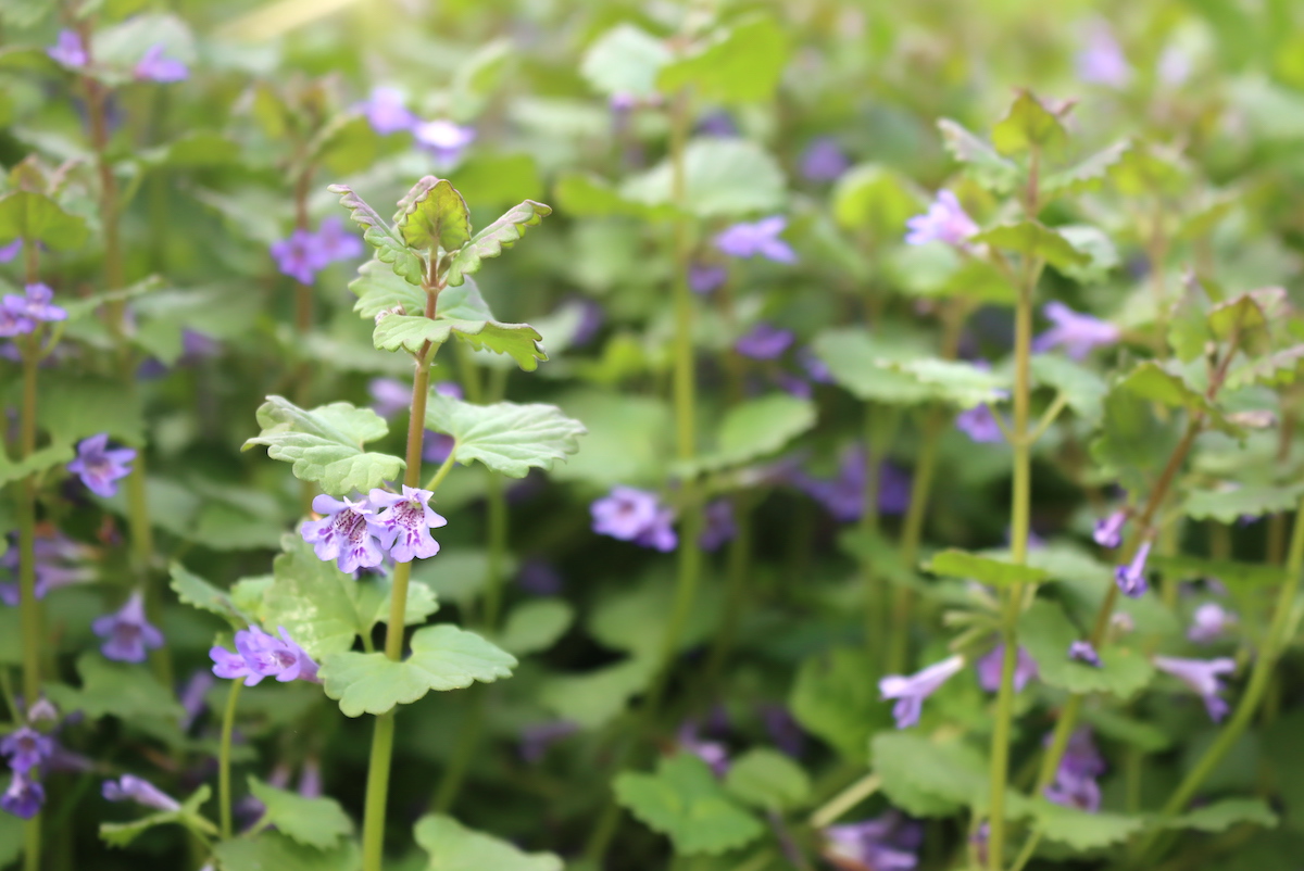Ground Ivy