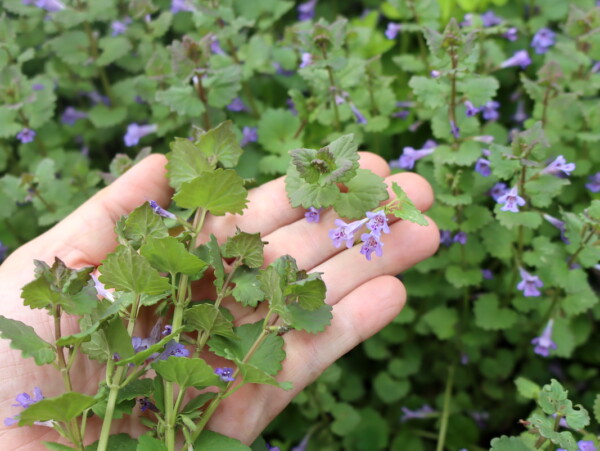Ground Ivy
