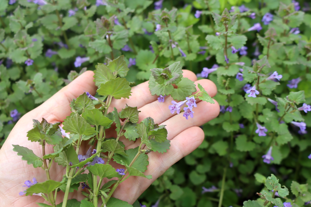 Foraging Ground Ivy (& Ways to Use it)