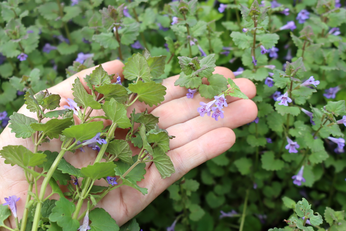 Ground Ivy Flowers