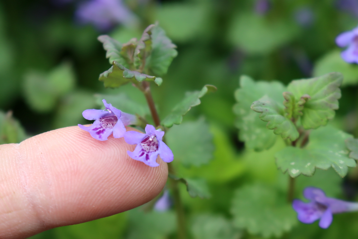 Ground Ivy Flowers
