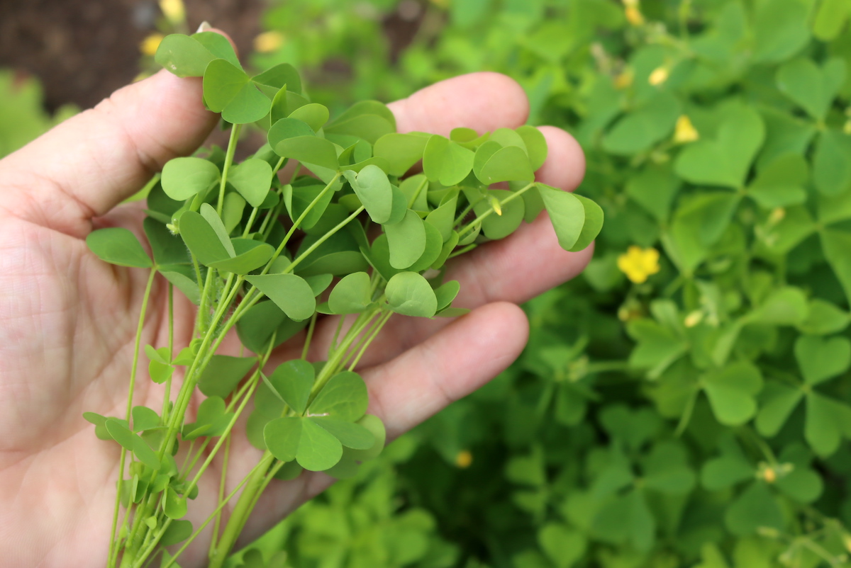 Harvesting Wood Sorrel