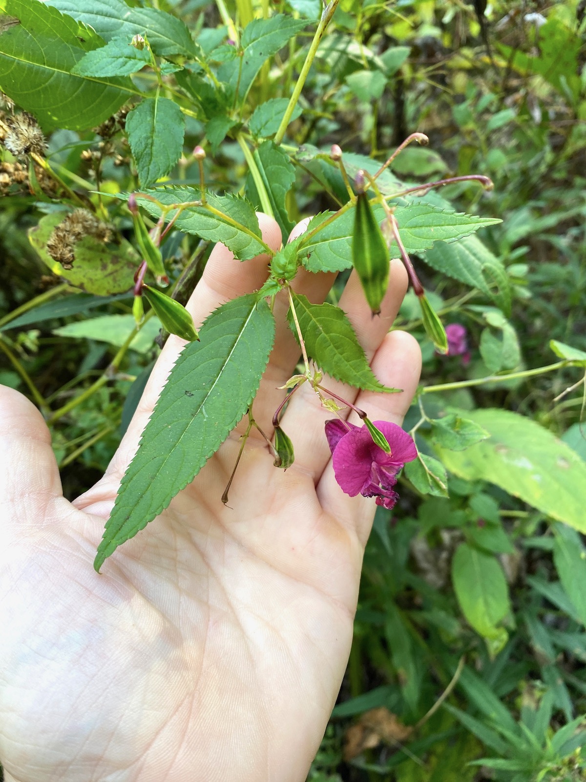 Himalayan balsam (Impatiens glandulifera)