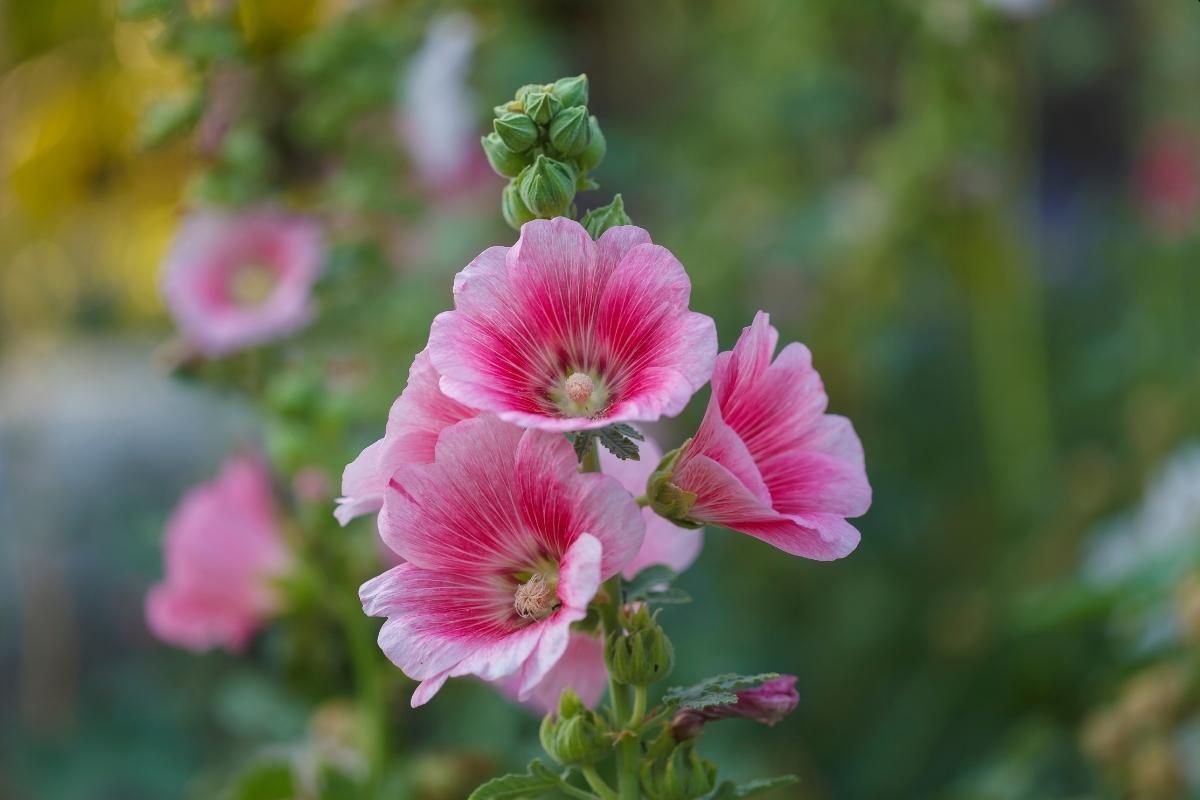 Hollyhock