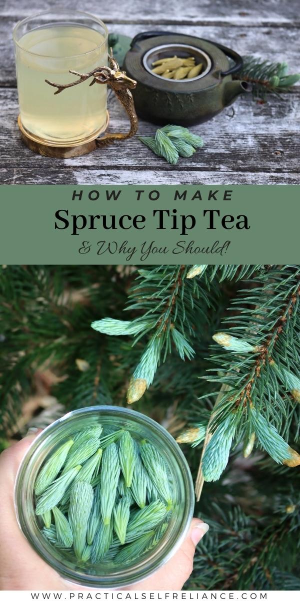 How to Make Spruce Tip tea