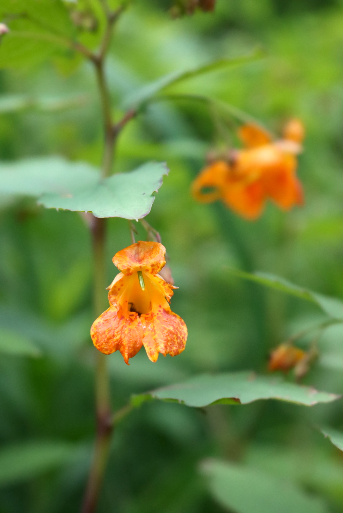 Jewelweed