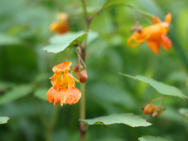Jewelweed