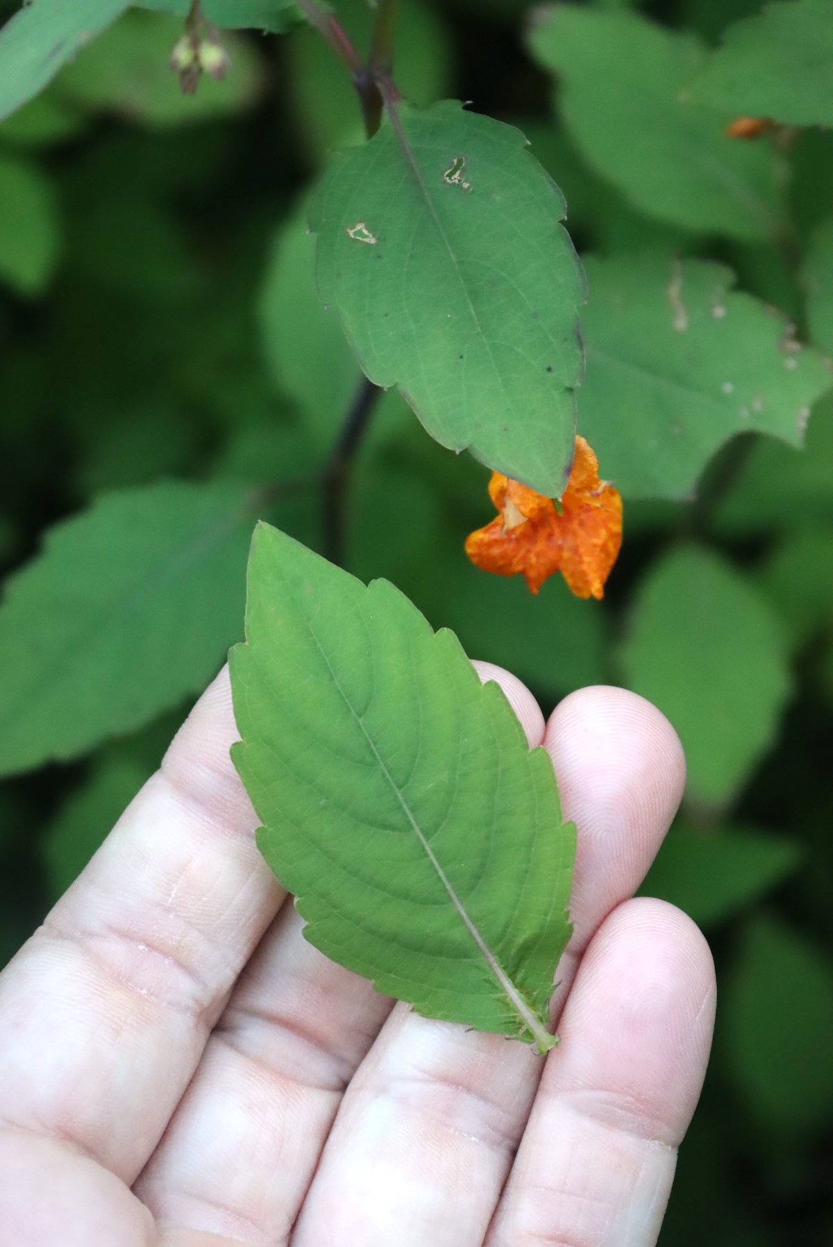 Jewelweed leaf