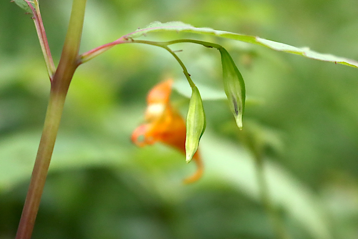 Jewelweed seed