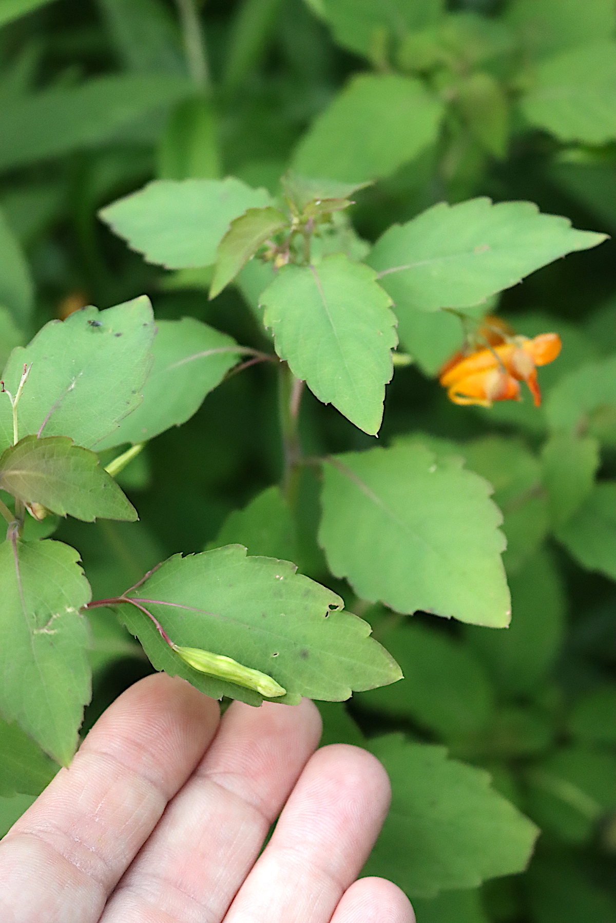 Jewelweed seed