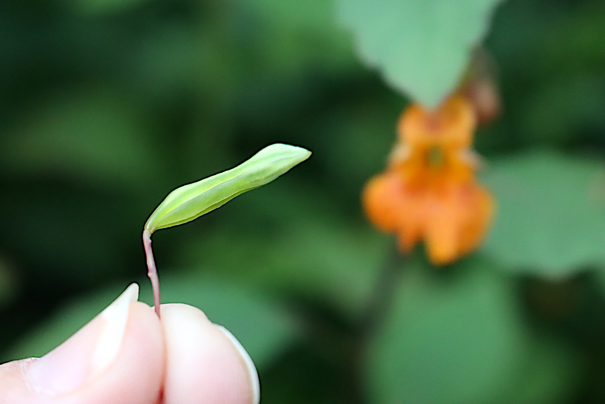 Jewelweed seed