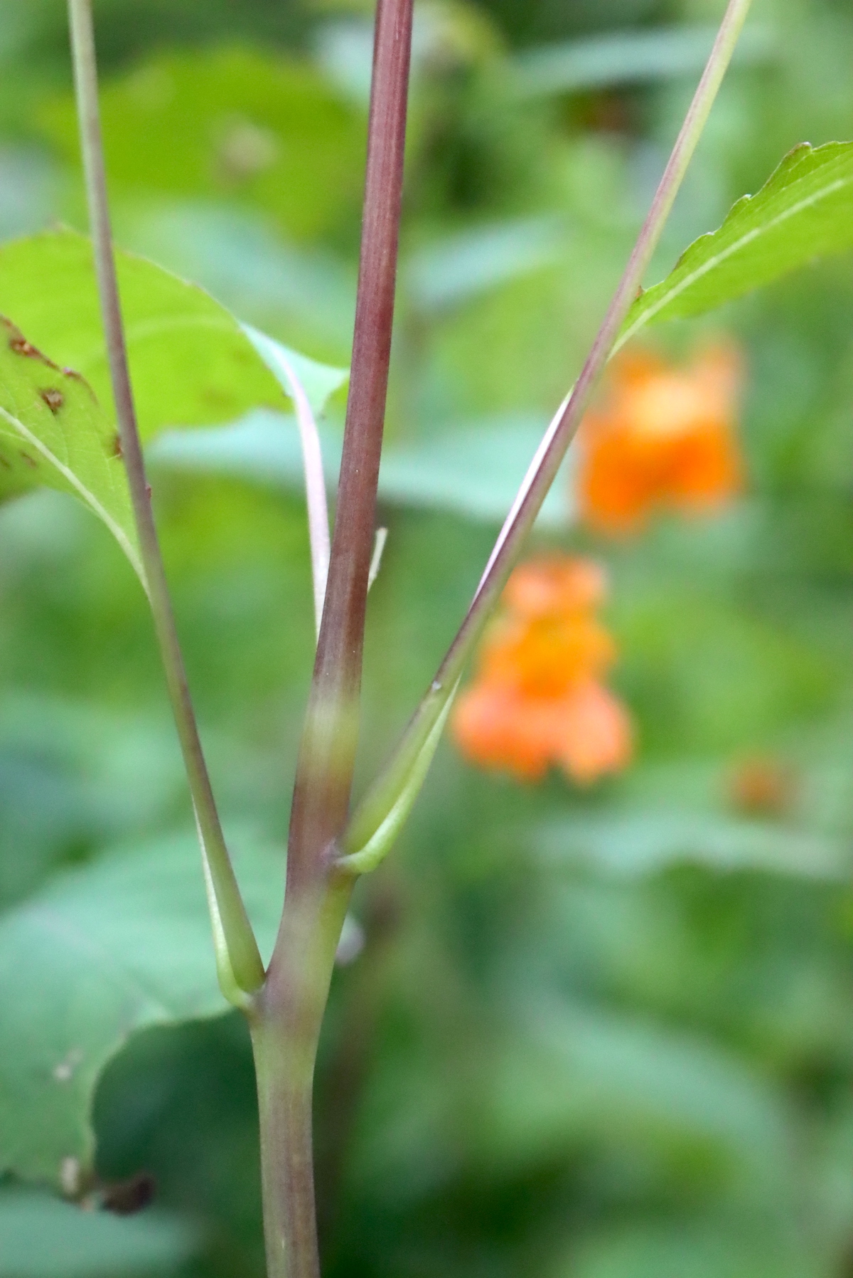 Jewelweed stem