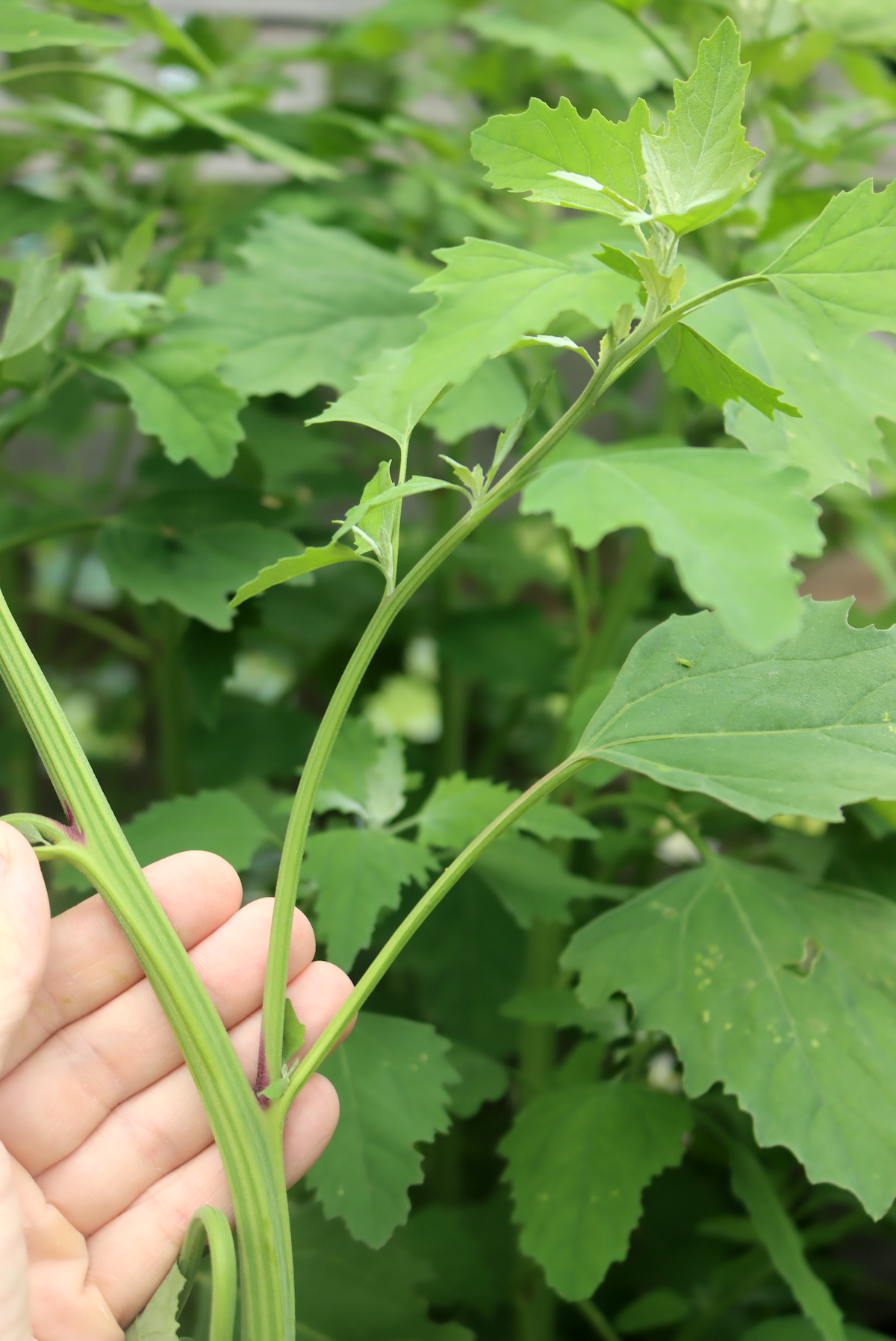 Lambsquarters