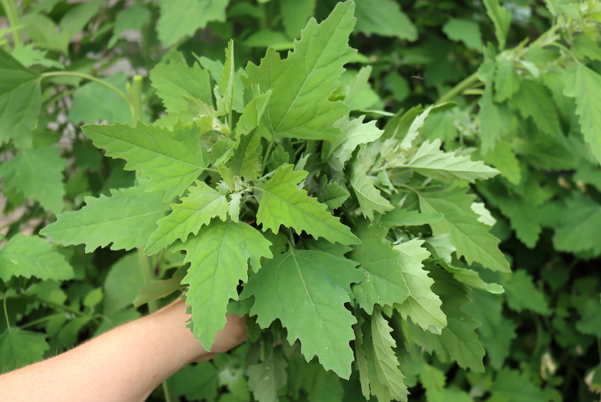 Lambsquarters