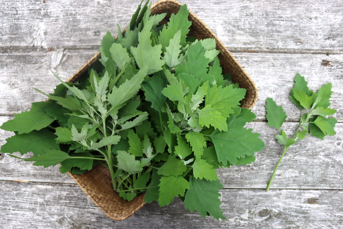 Lambsquarters