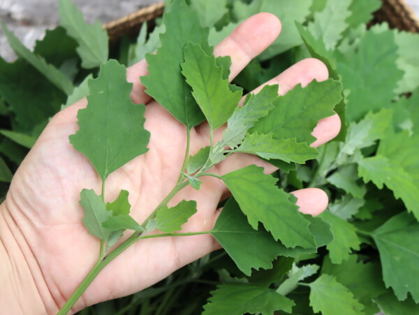 Lambsquarters