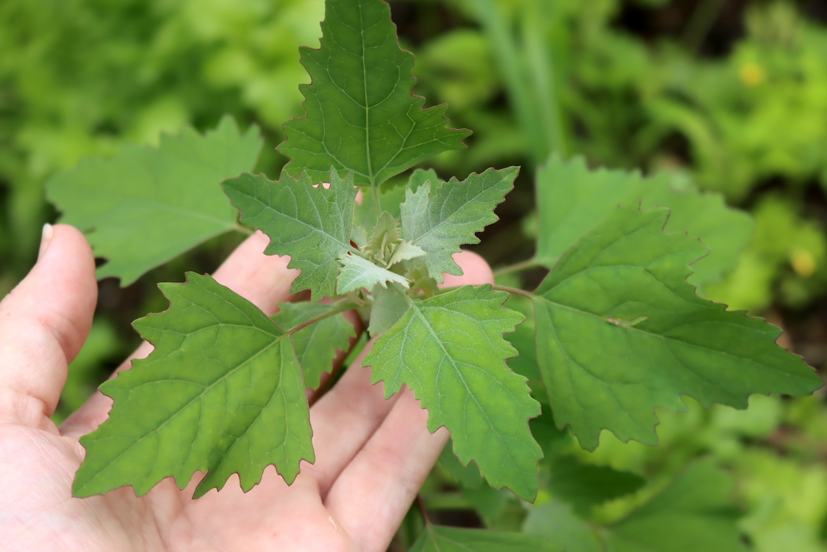 Lambsquarters