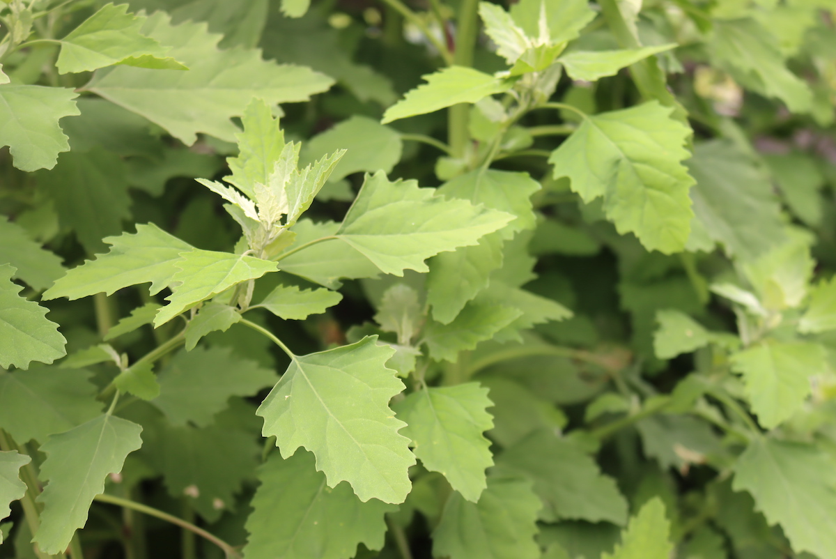 Lambsquarters