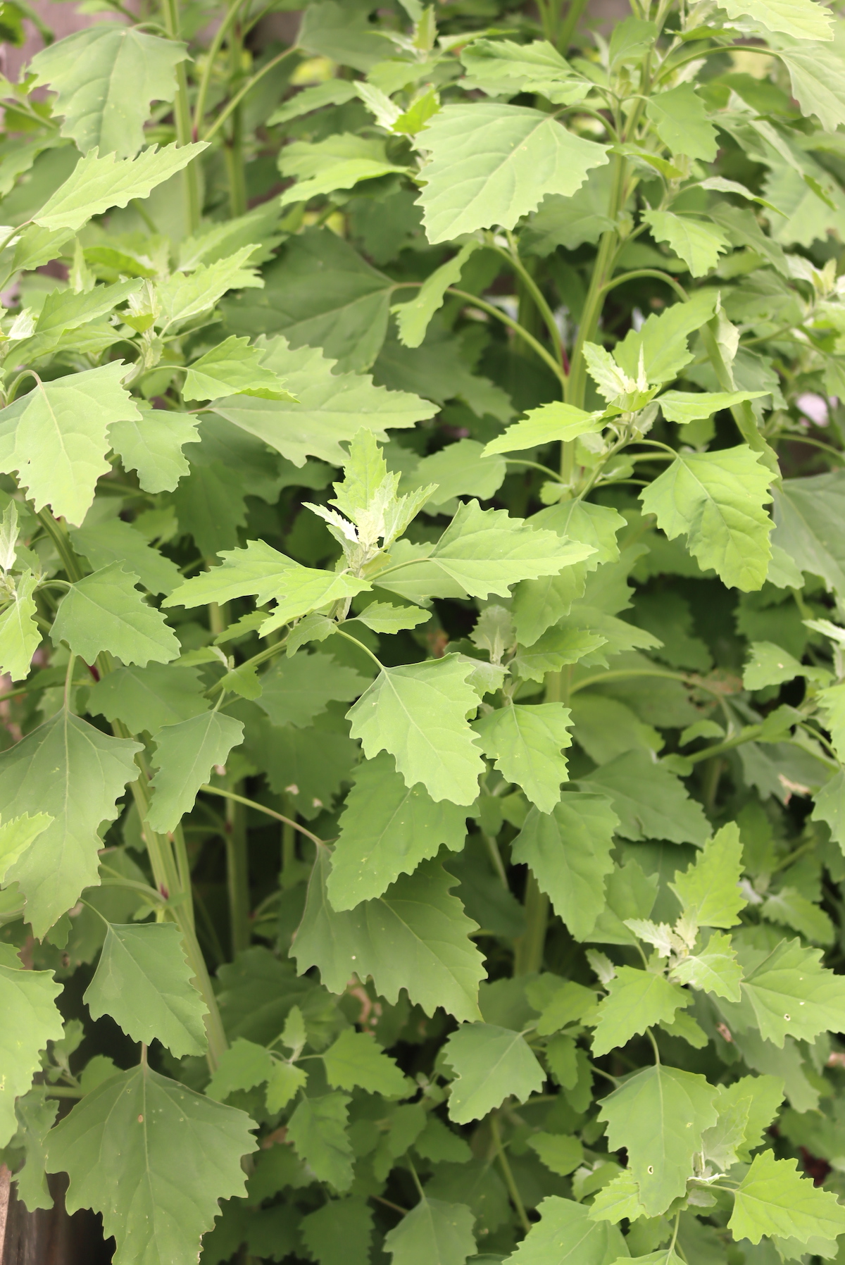 Lambsquarters