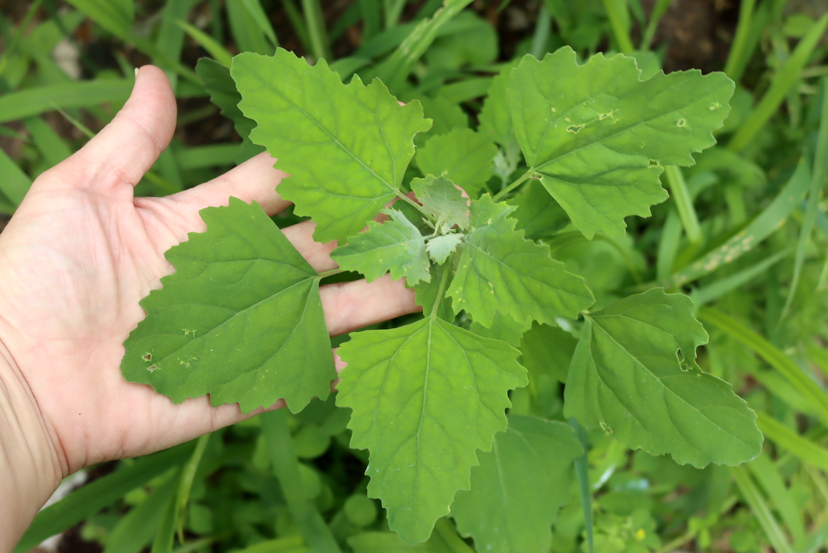 Lambsquarters