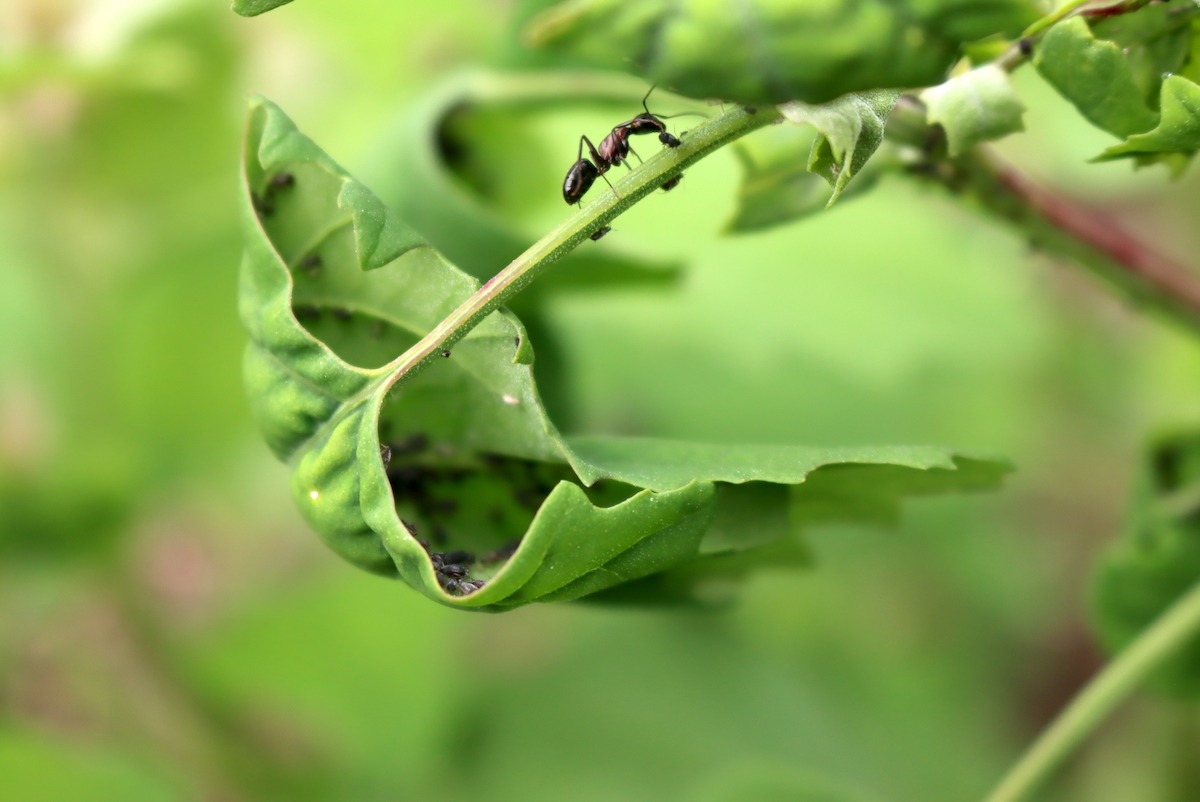 Lambsquarters aphids