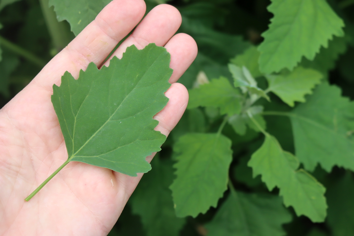 Lambsquarters leaf