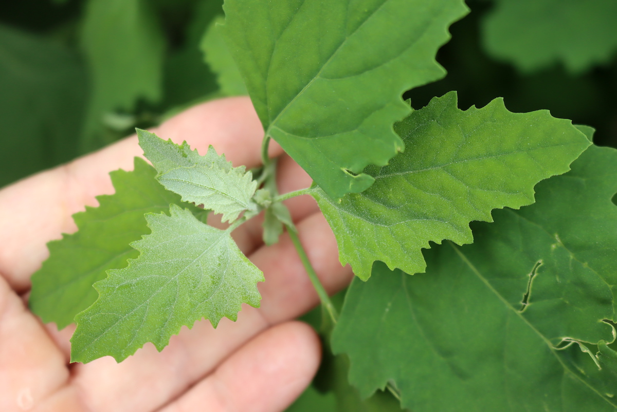 Lambsquarters new leaf