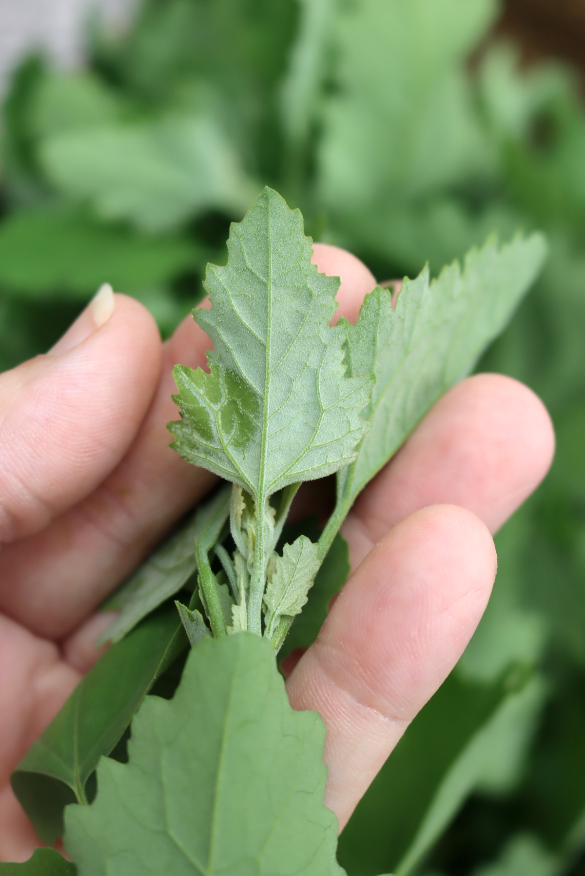 Lambsquarters salt