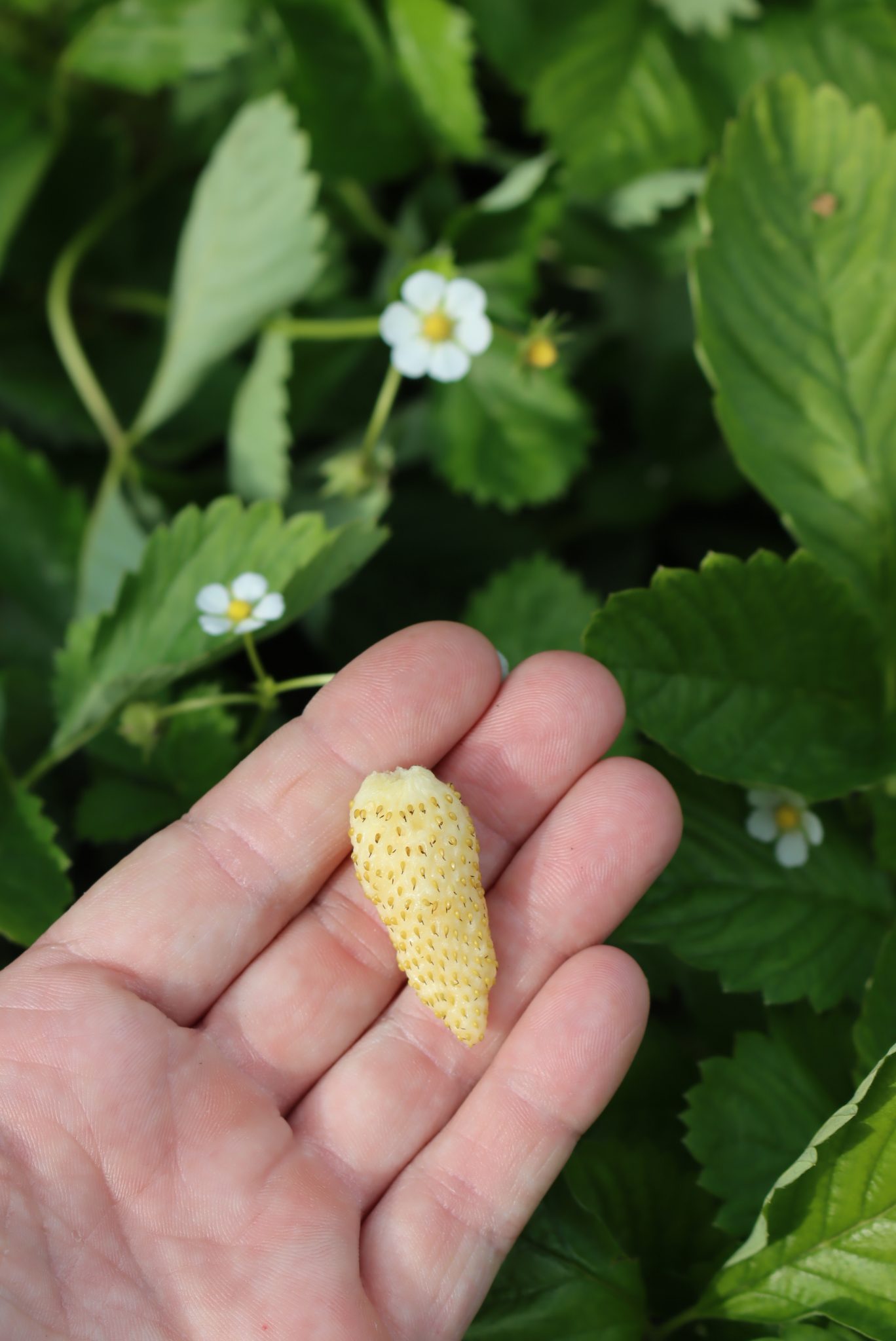 Yellow Wonder Alpine Strawberries
