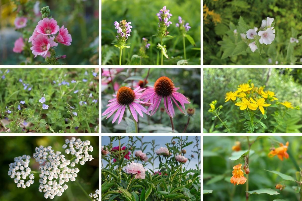Medicinal Flowers