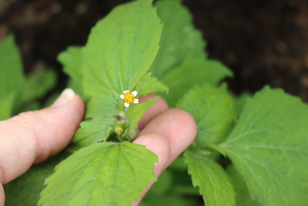Quickweed Flower