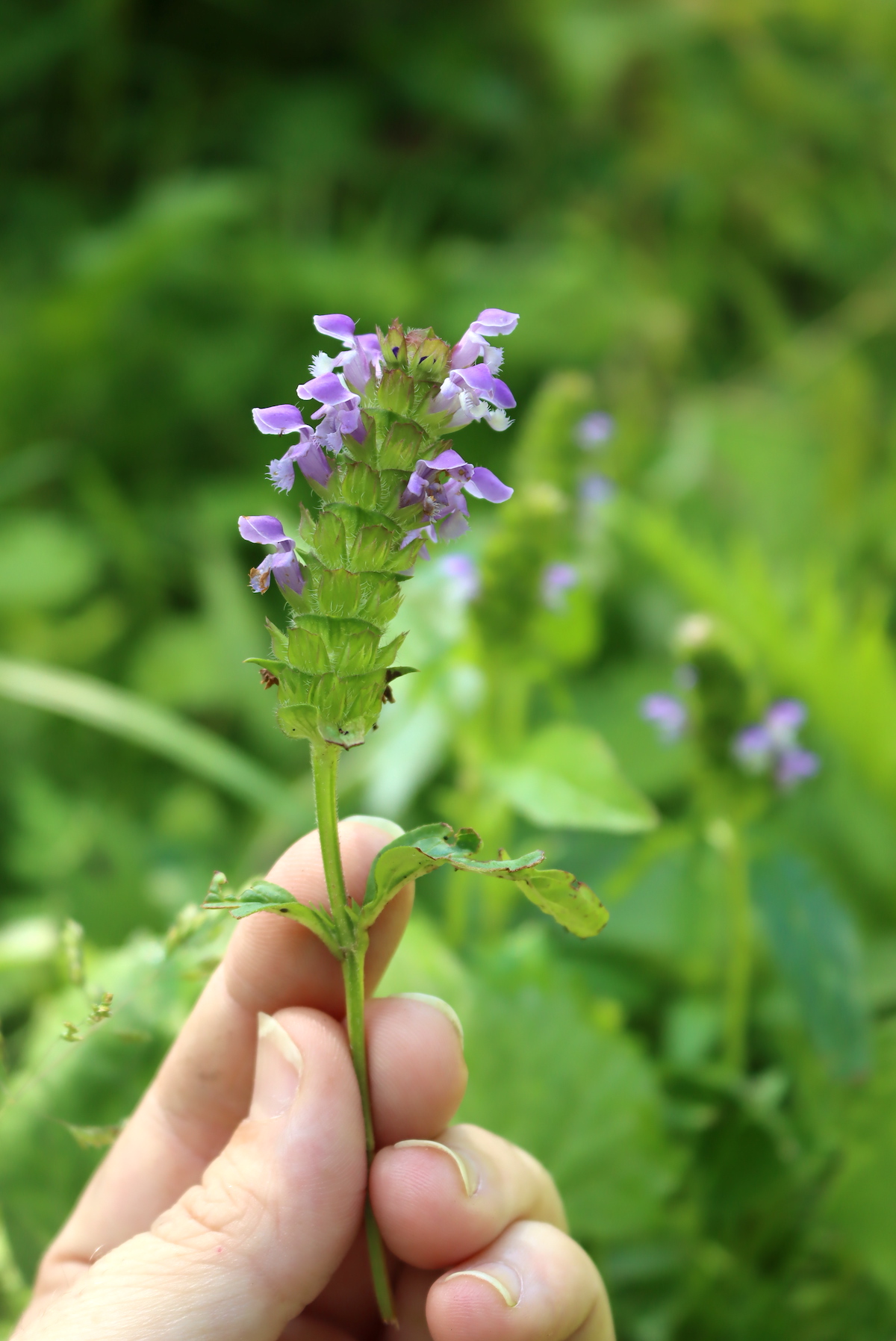 Self Heal flowers