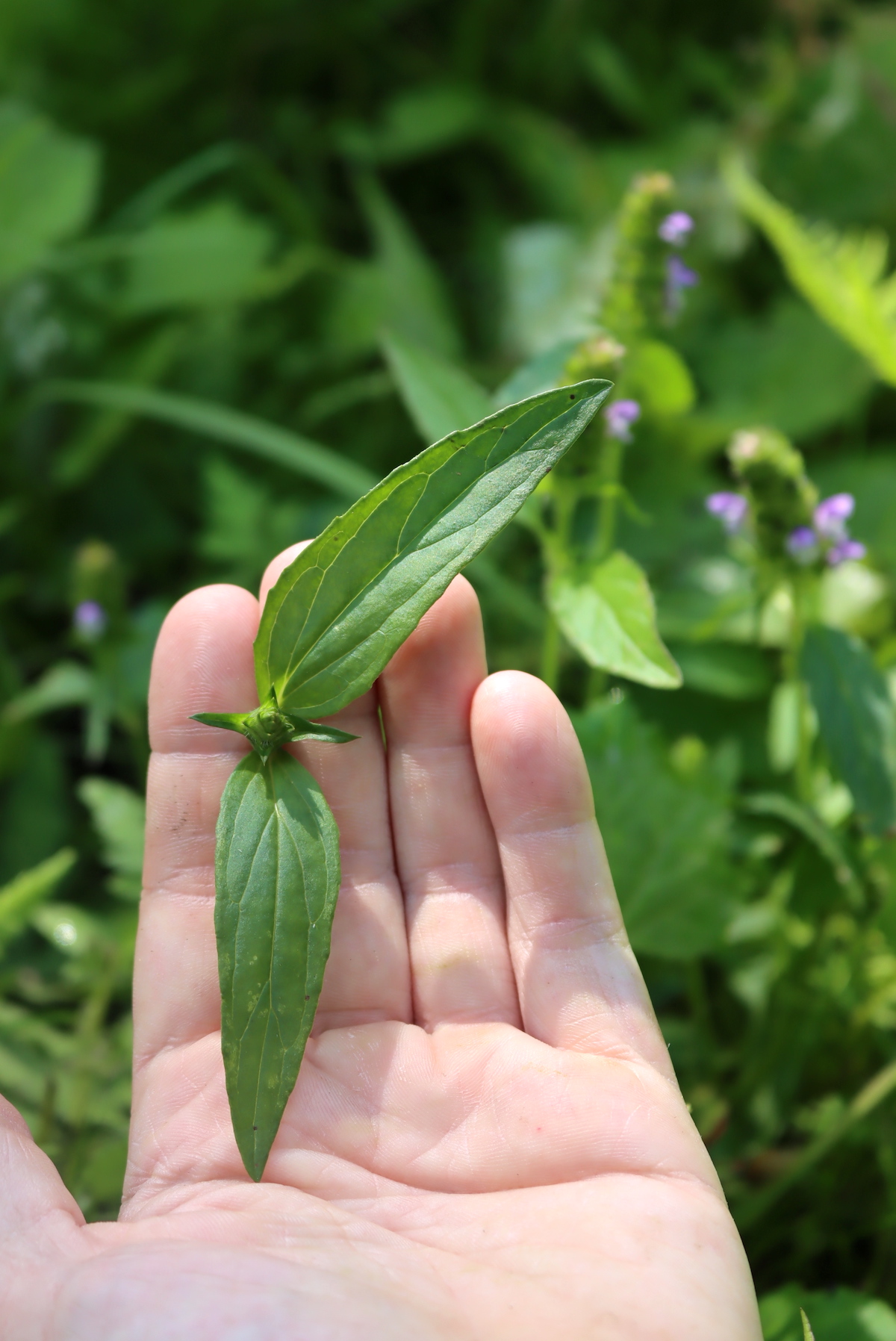 Self Heal leaves