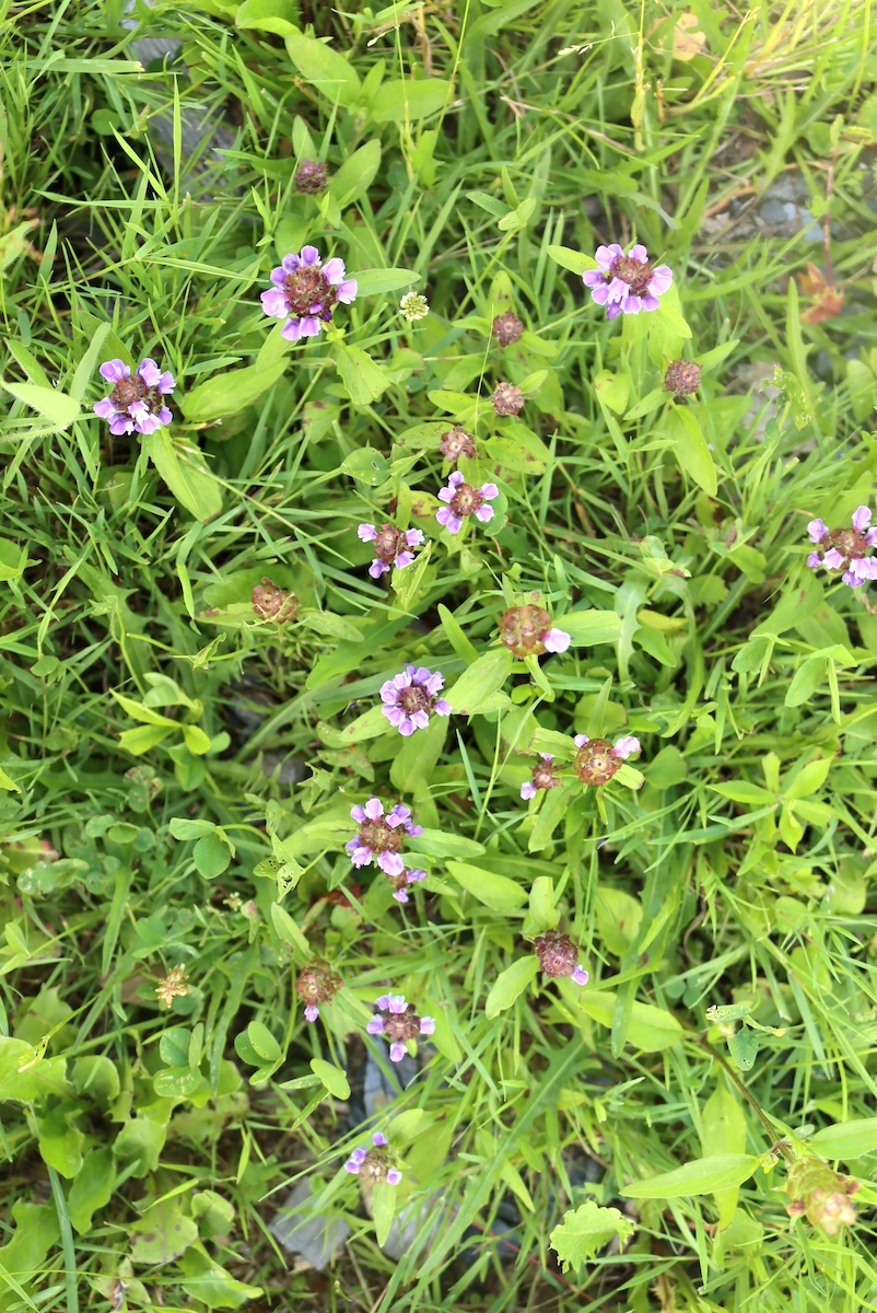 Self Heal lawn
