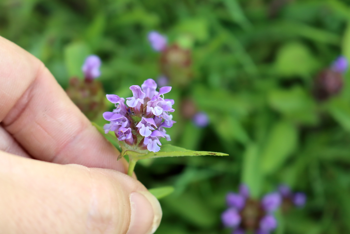 Self Heal flowers