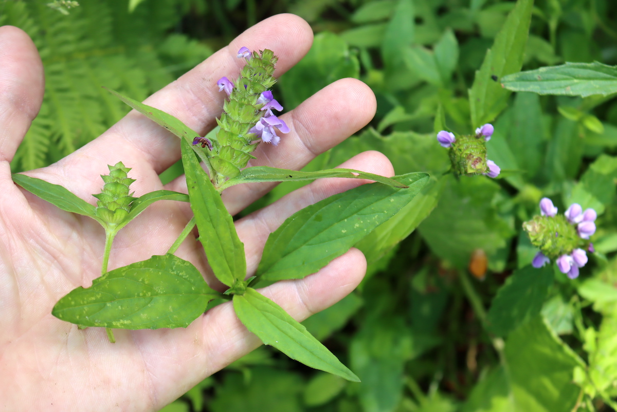 Self Heal