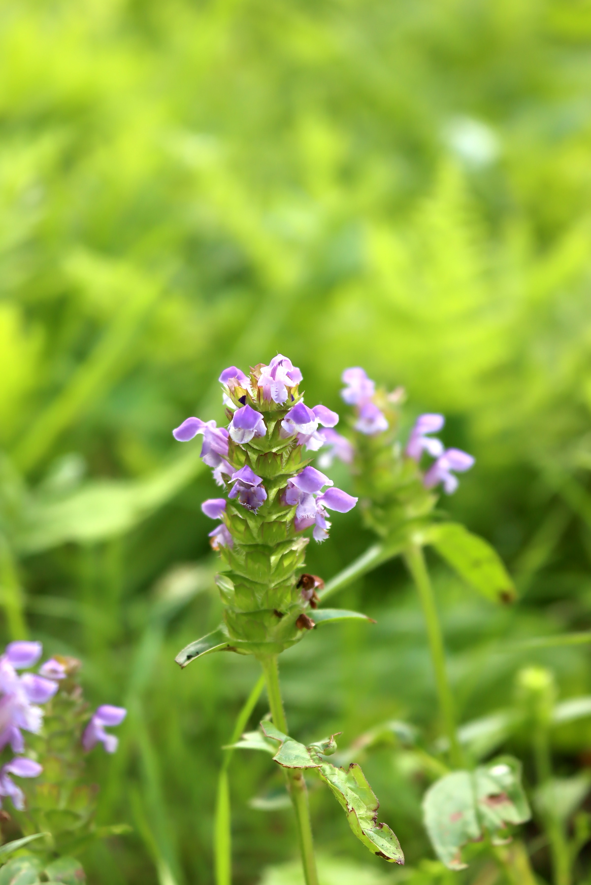 Self Heal flowers