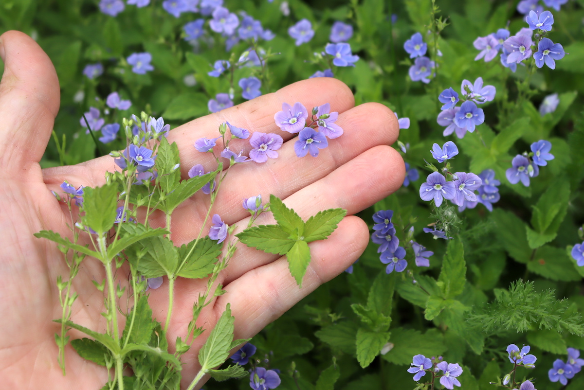 Medicinal flowers of veronica (speedwell)