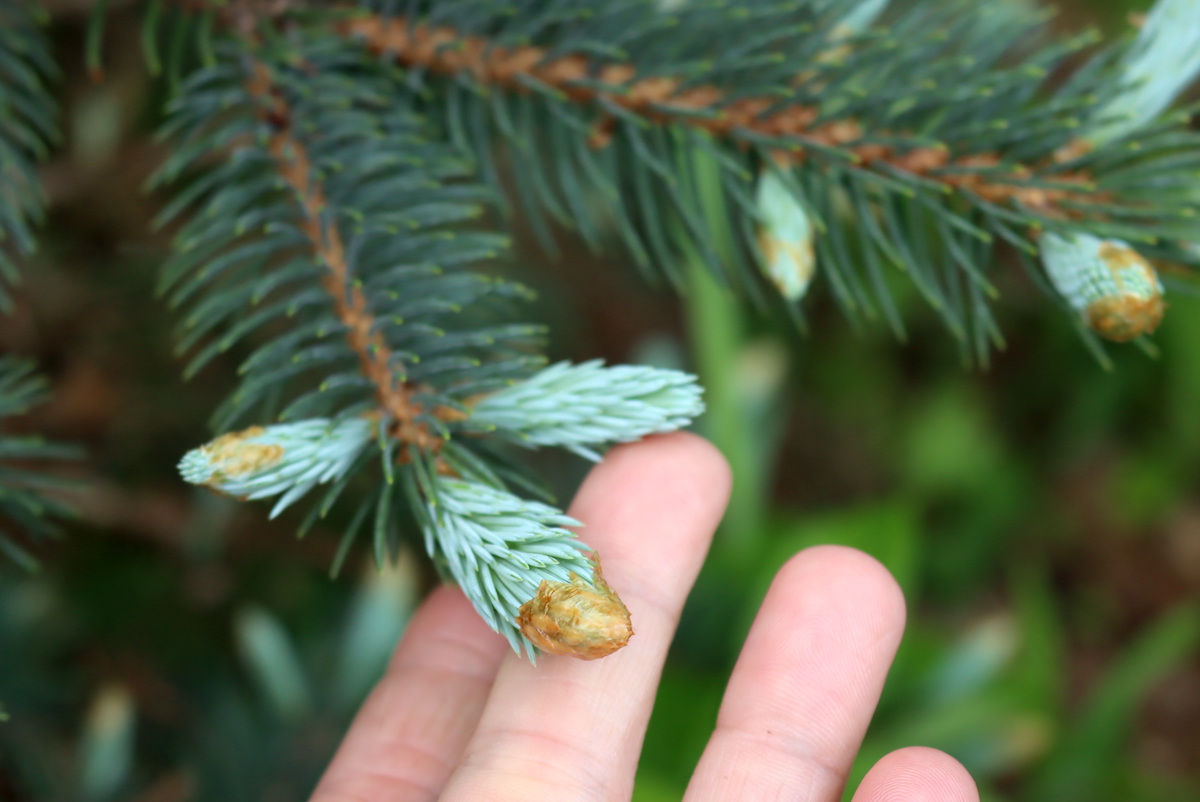 Spruce tip