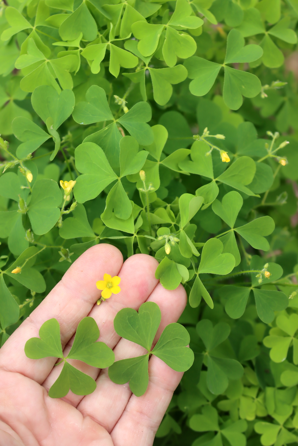Wood Sorrel
